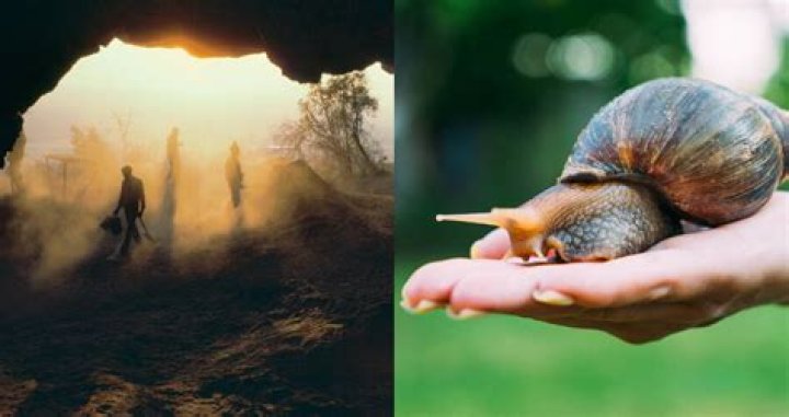 Humans Cooked And Ate Snails 170,000 Years Ago, Study Finds