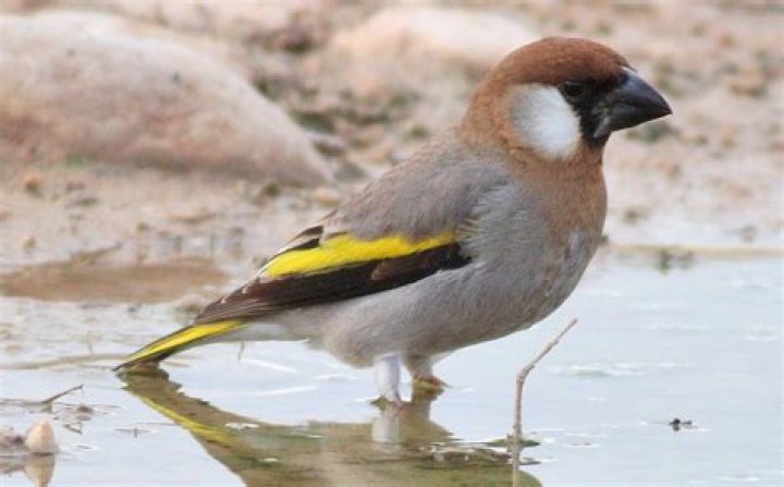 Unveiling the Arabian Grosbeak: A Jewel of the Desert Skies