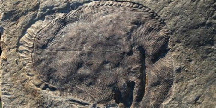 Scientists Discover 558 Million-Year-Old Fossil Is Oldest On Record