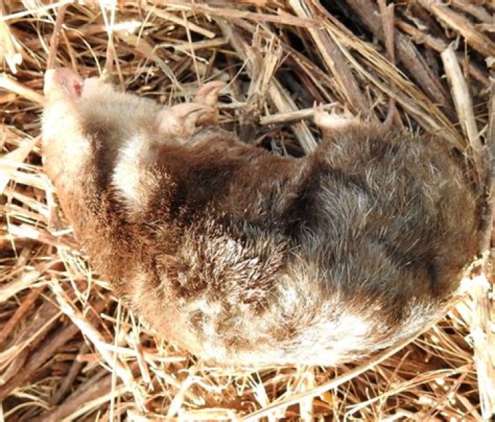 The Fynbos Golden Mole: Unearthing the Secrets of South Africa's Floral Kingdom