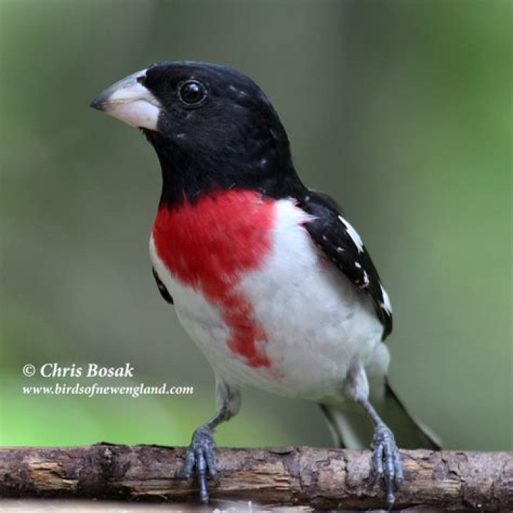 Unveiling the Majesty of Grosbeak Birds: A Comprehensive Guide
