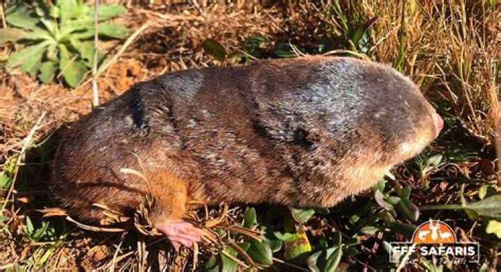 The Elusive Highveld Golden Mole: A Subterranean Marvel of Southern Africa