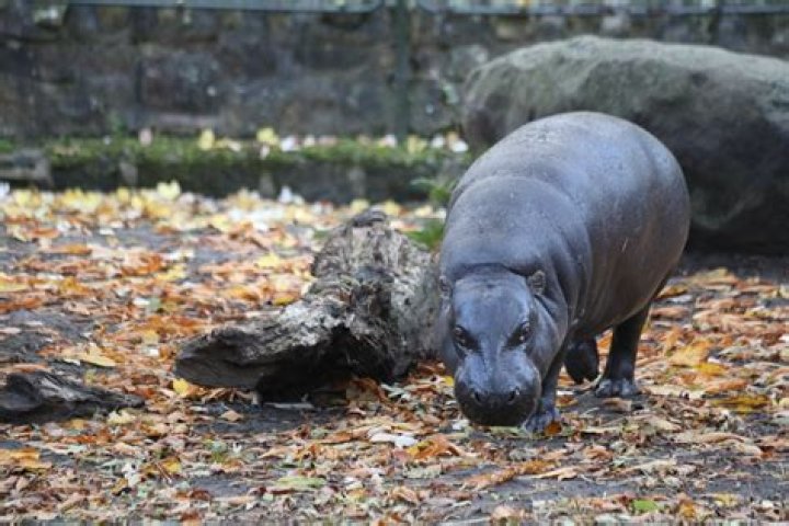 How Old is Haggis the Hippo? Uncovering the Age of Edinburgh Zoo's Pygmy Star