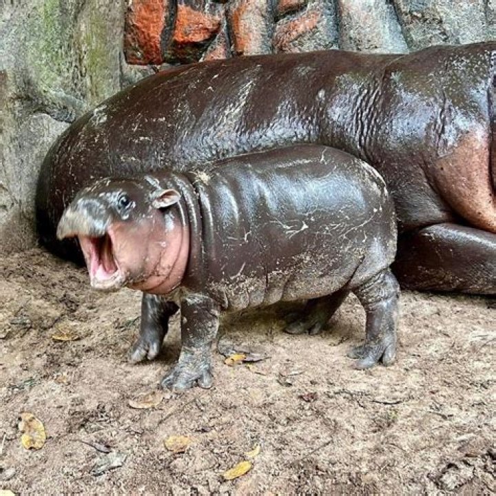 Is Moo Deng Male or Female? The Story of a Beloved Pygmy Hippo