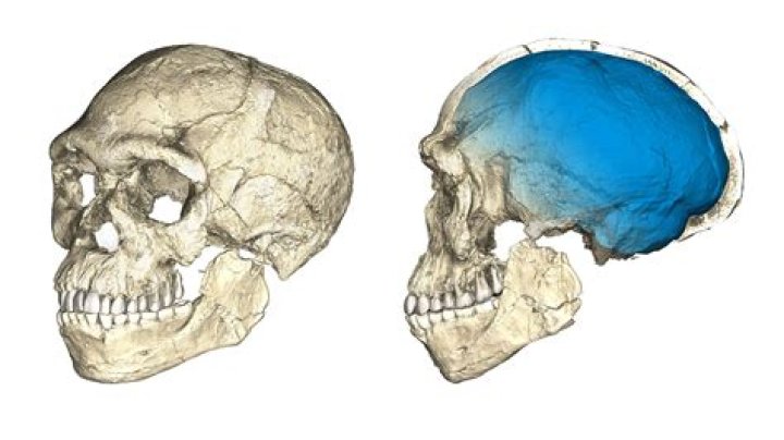 Homo Sapiens Fossils 100,000 Years Older Than Any Previously Found
