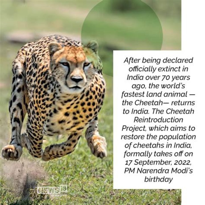 Cheetahs May Go Extinct Because They're Being Smuggled As Pets