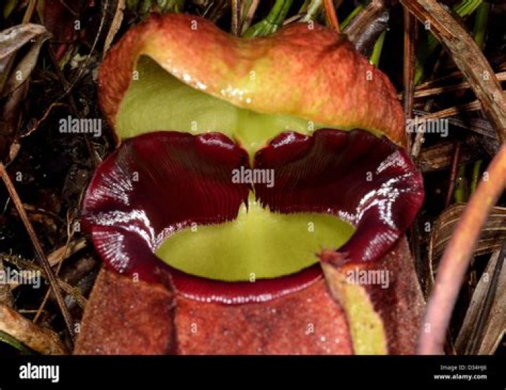 The Pitcher Plant Is The Carnivorous Plant Of Little Creatures' Nightmares