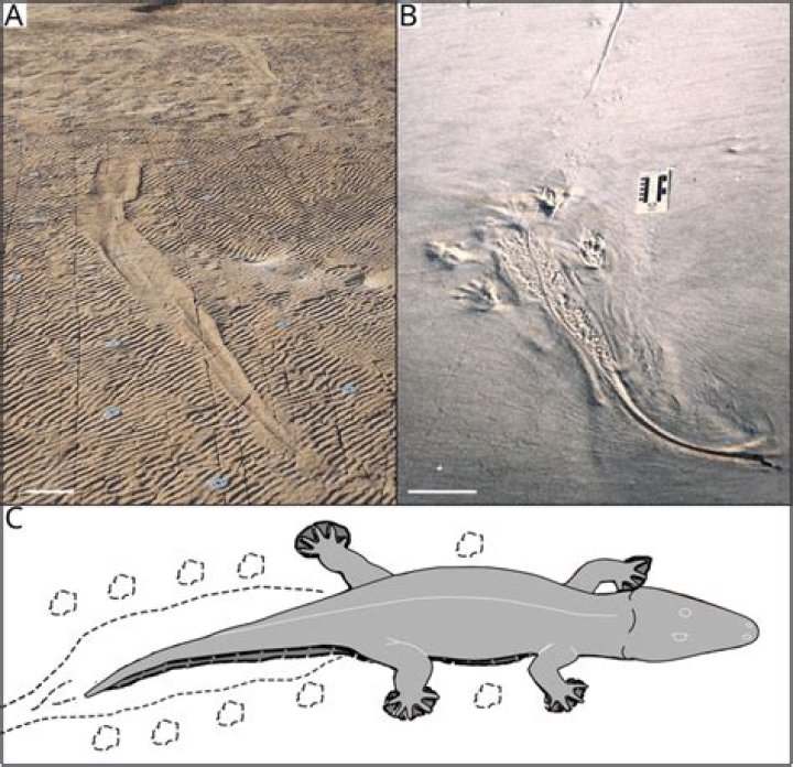 Scientists Discover Footprints Older Than The Dinosaurs