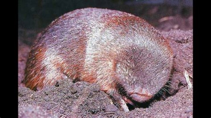 The Somali Golden Mole: A Golden Mystery of the Horn of Africa