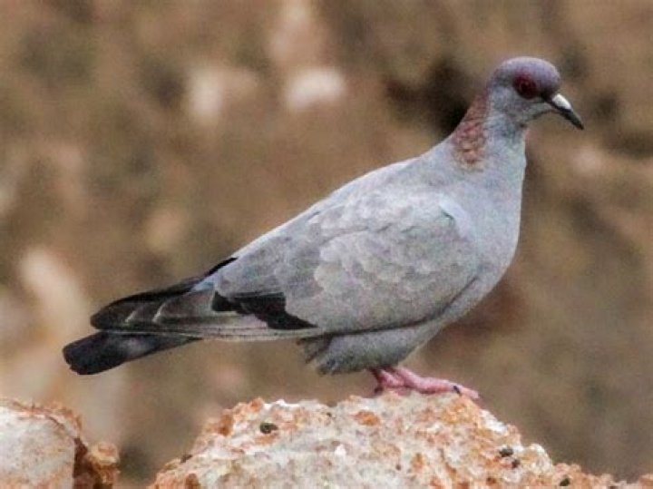 The Somali Pigeon: A Winged Ambassador of the Horn of Africa