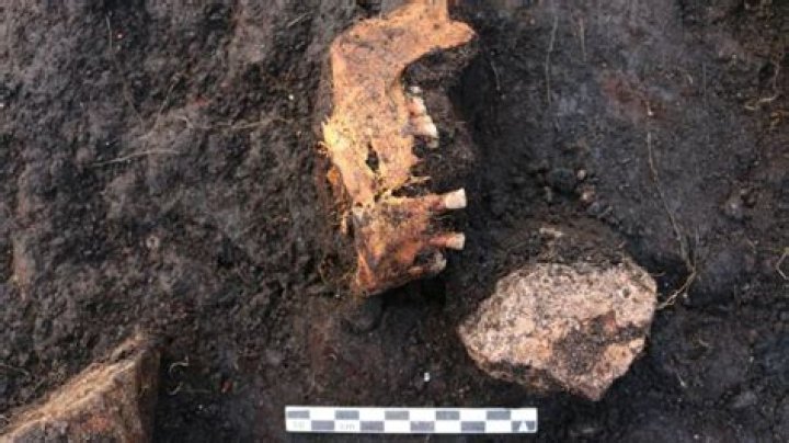 5,000-Year-Old Danish 'Bog Body' May Have Been Sacrificed