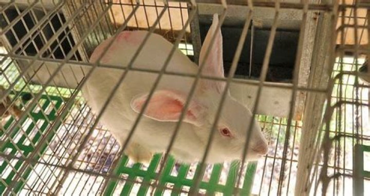 Farm Raid By Animal Activists Leaves 100 Rabbits Dead