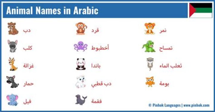 What Does Shu Mean in Arabic? Unpacking a Common Phrase