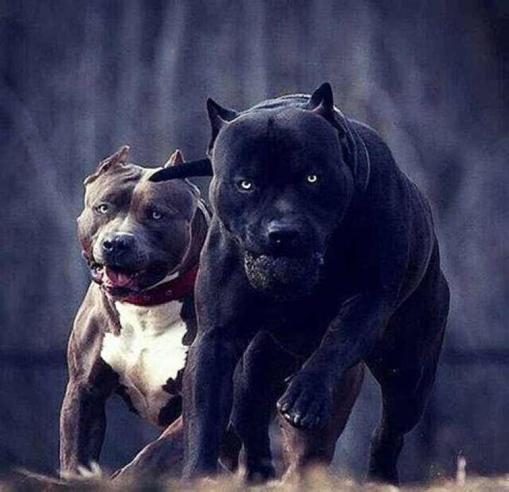 Decoding the Dread: What Makes a Language Intimidating?