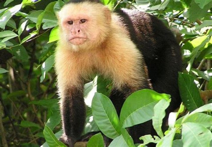 White-Faced Capuchins Caught Engaging In Cannibalism