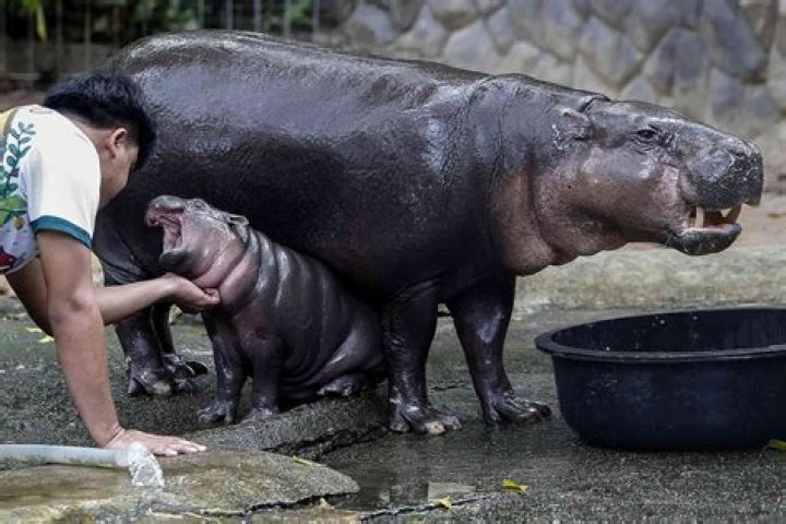 Who is Moo Deng's Father? Uncovering the Pygmy Hippo's Family Story