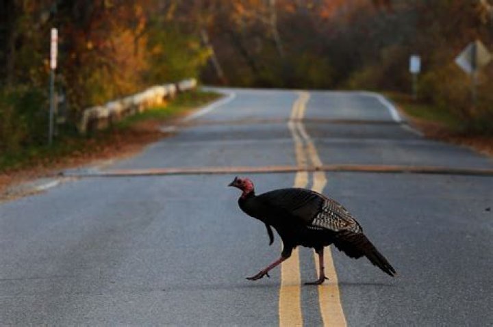 A Troop Of Turkeys Has Been Terrorizing A Massachusetts Town